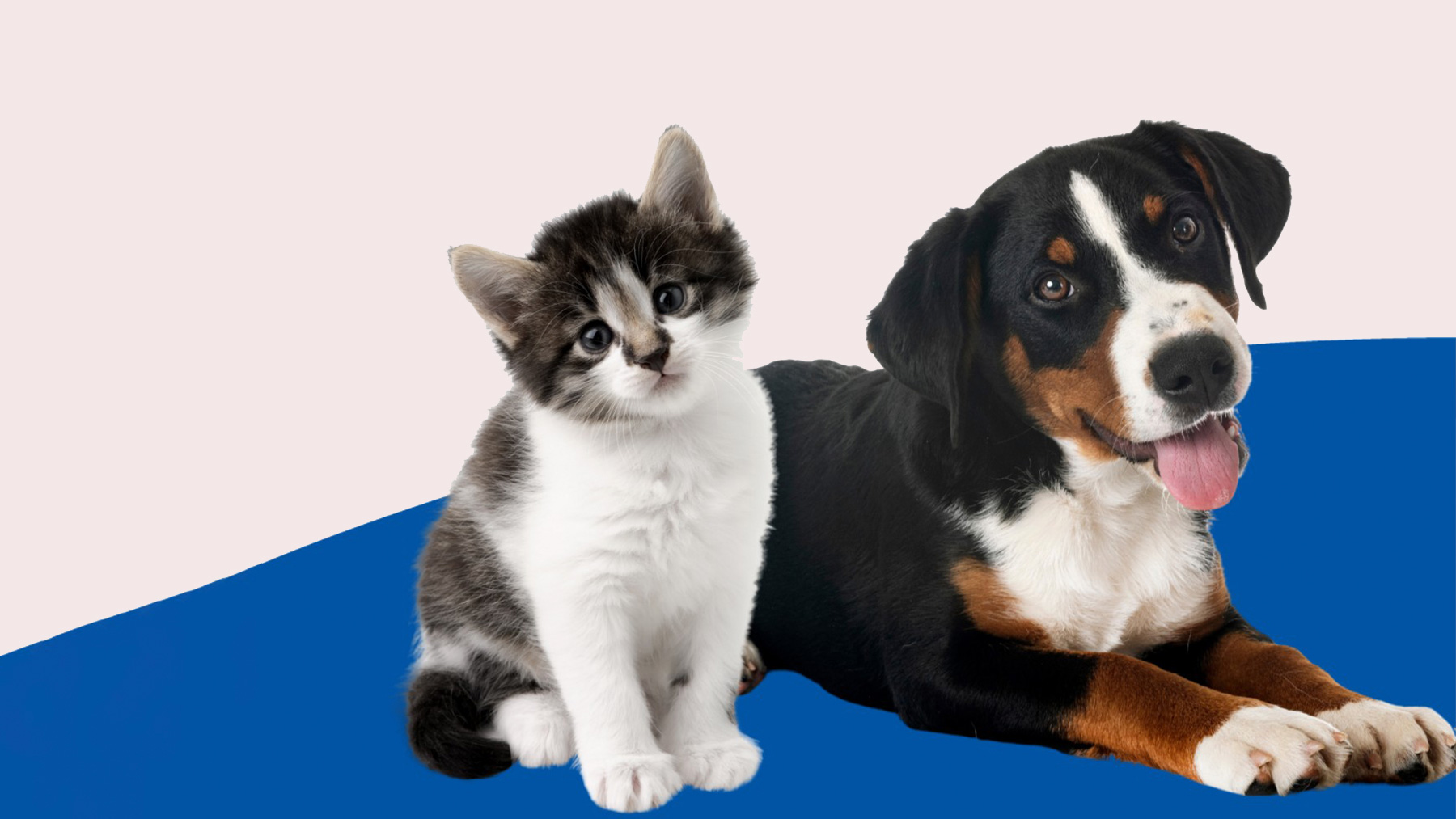 Gabrica | ¿Cómo elegir el alimento de un cachorro o gatito? Hill’s