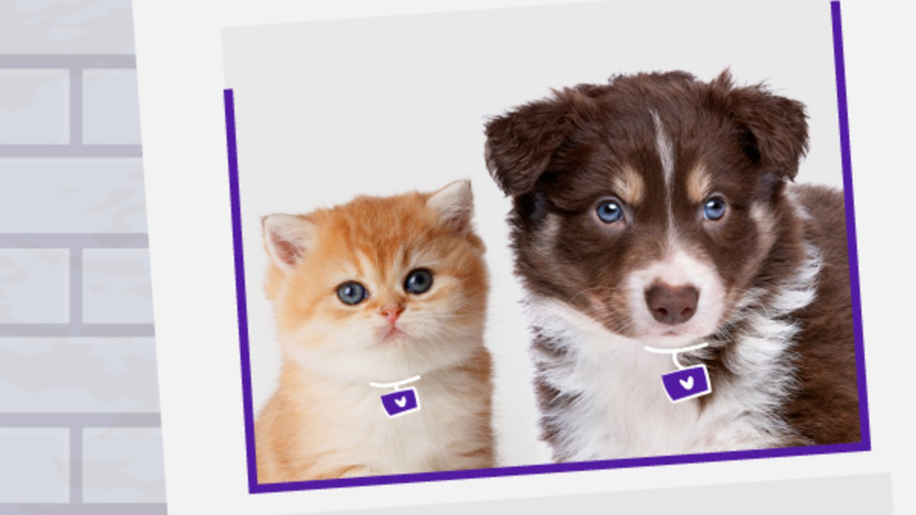 Gabrica | ¿Cómo evitar que se pierda mi cachorro?