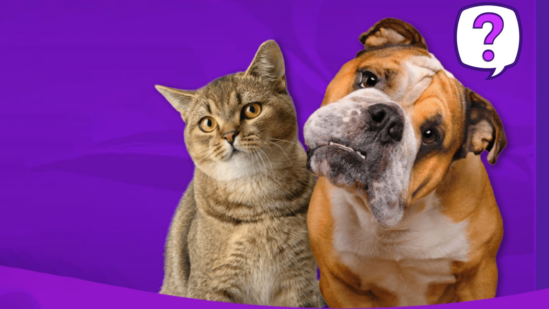 Gabrica | ¿Cómo saber si mi mascota está perdiendo la memoria?