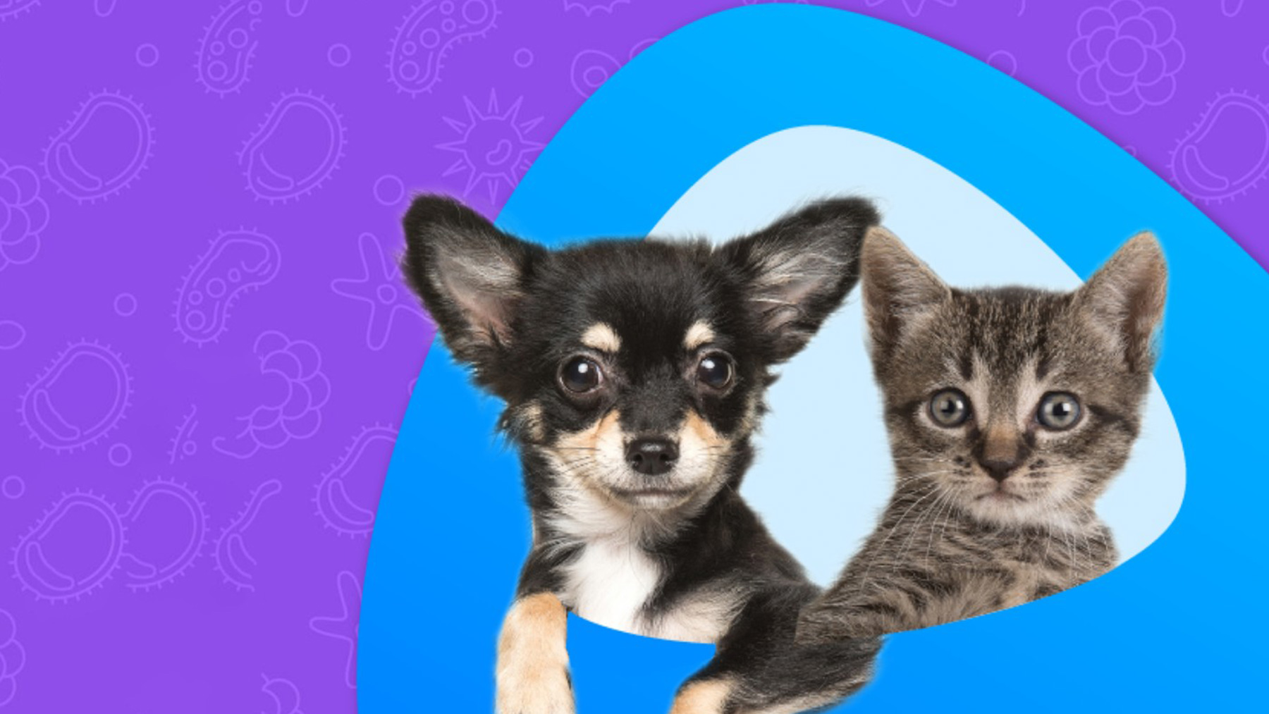 Gabrica | Desparasitación en cachorros