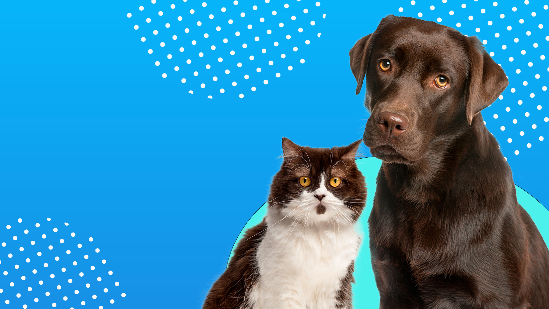 Gabrica | Guía Ayudar a una mascota en envejecimiento