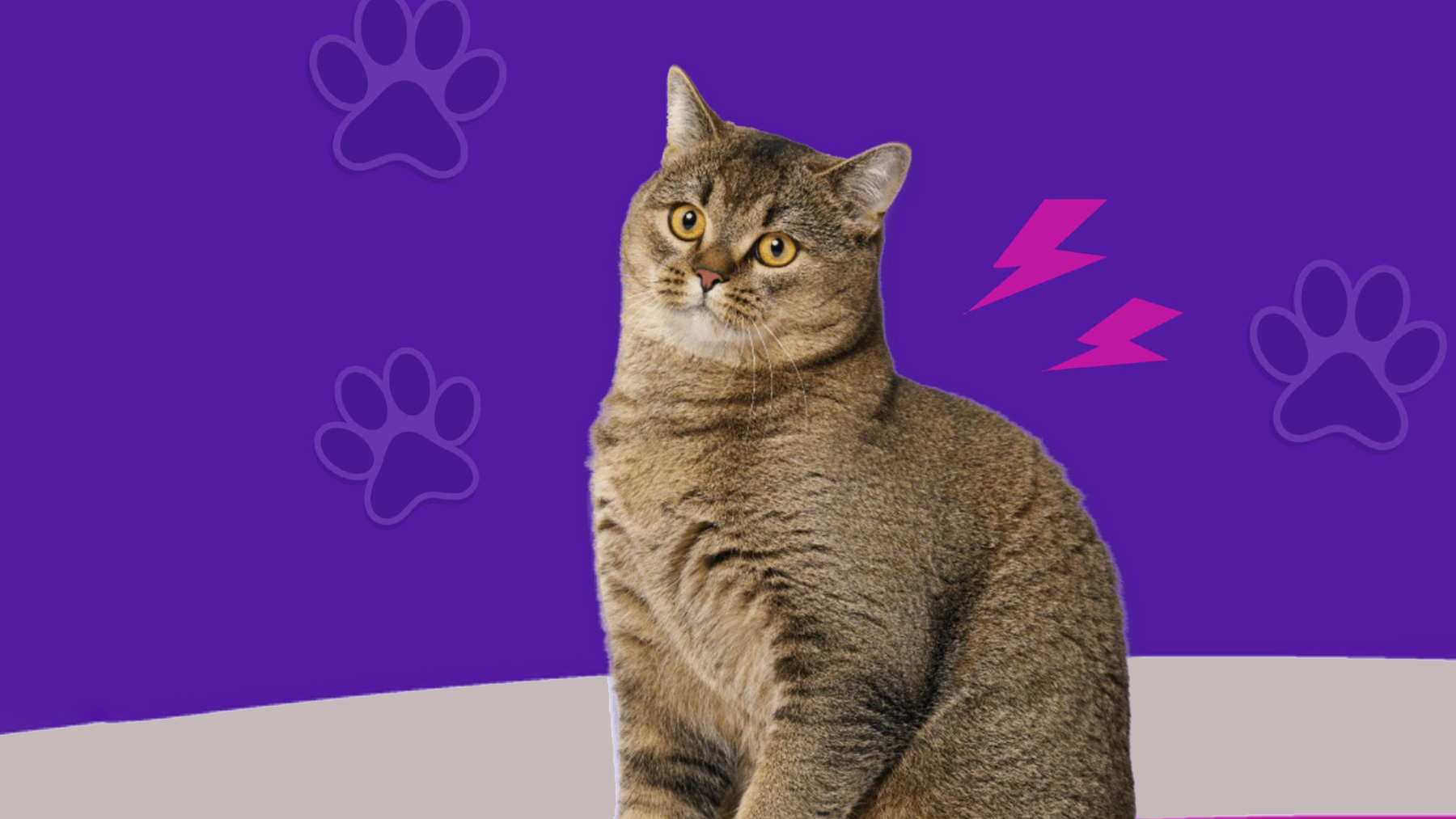 Gabrica | Guía Diabetes felina