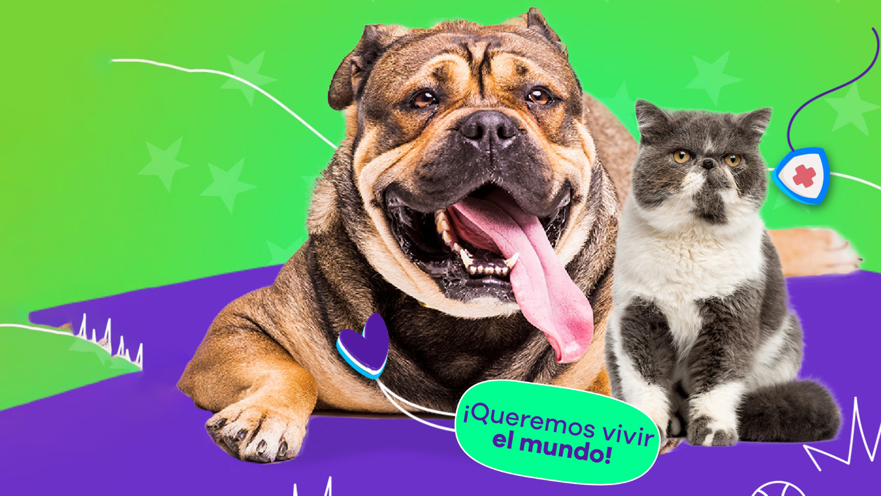 Gabrica | Guía Esterilización en Adultos mayores