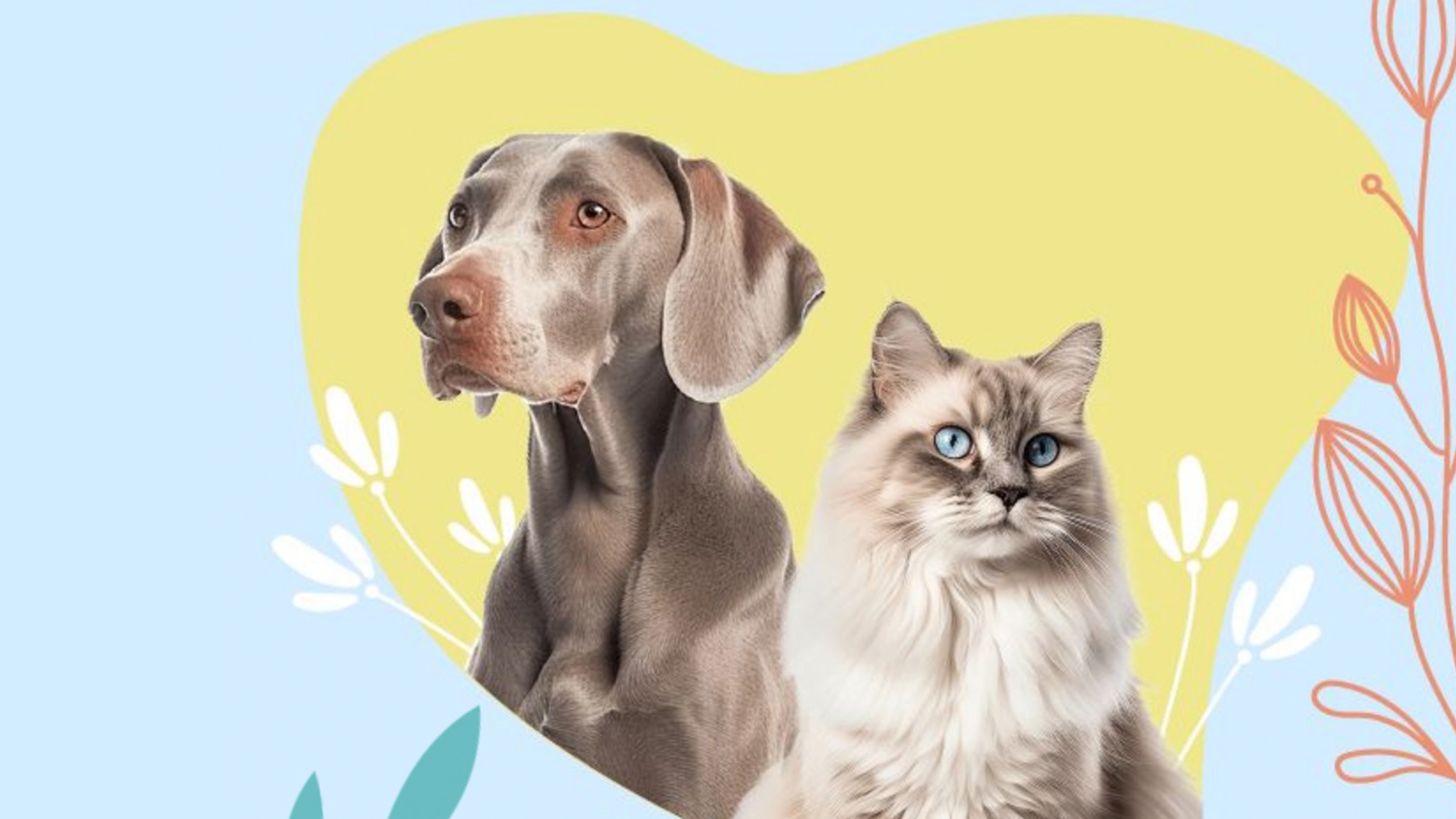 Gabrica | Guía de relajación mascotas mayores