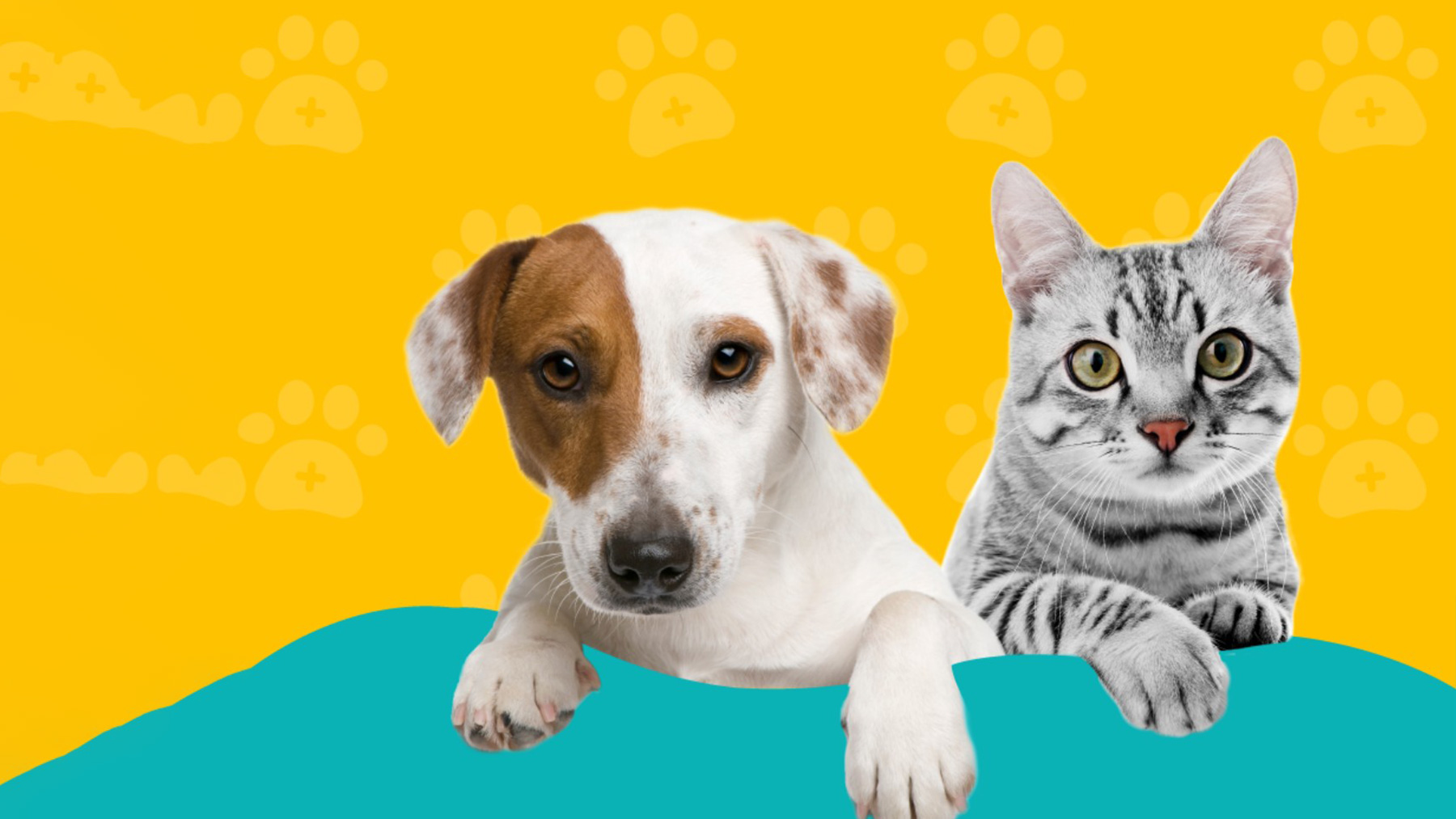 Gabrica | Problemas dermatológicos más comunes