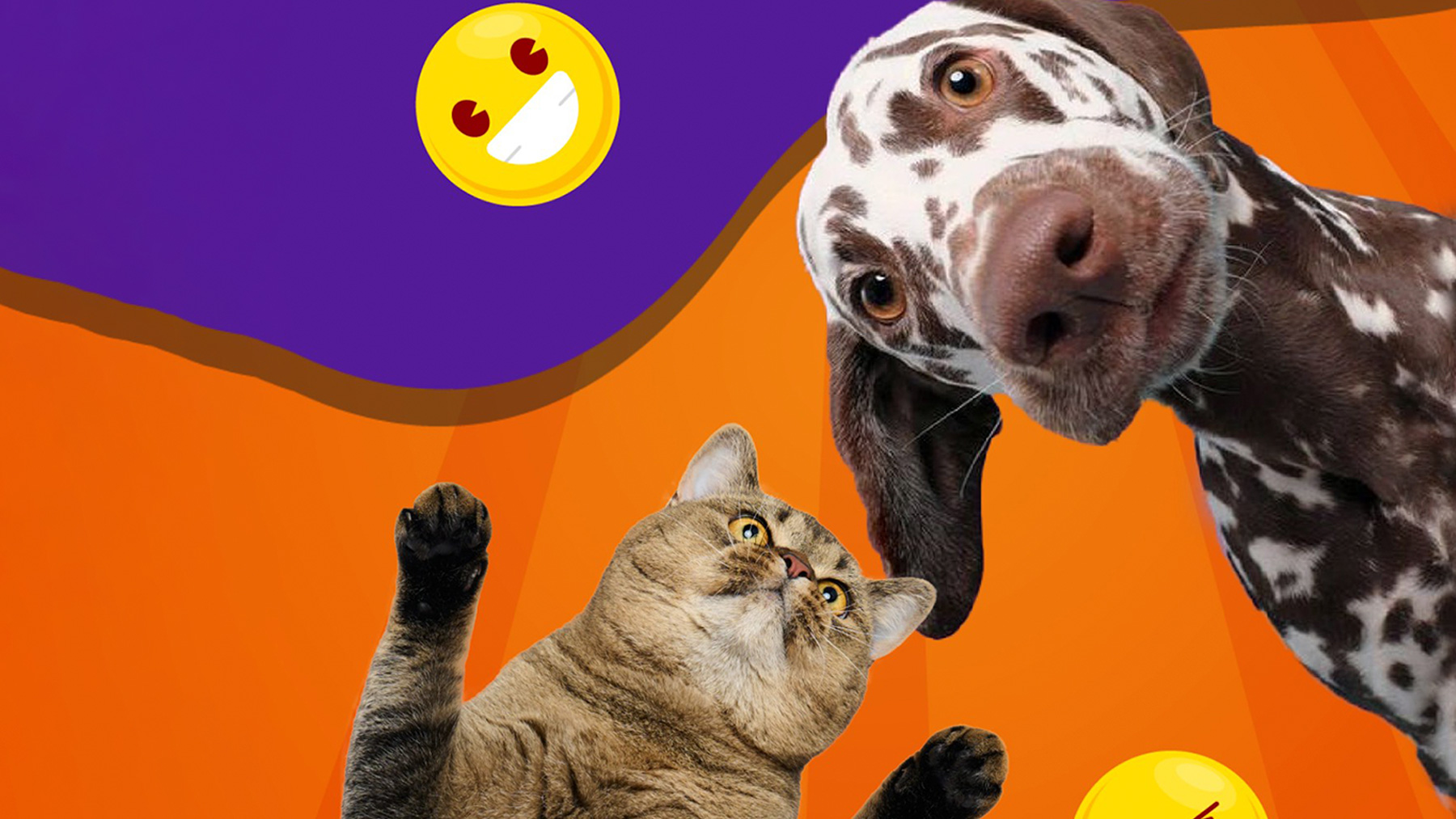 Gabrica | Quiz comportamientos divertidos en mascotas