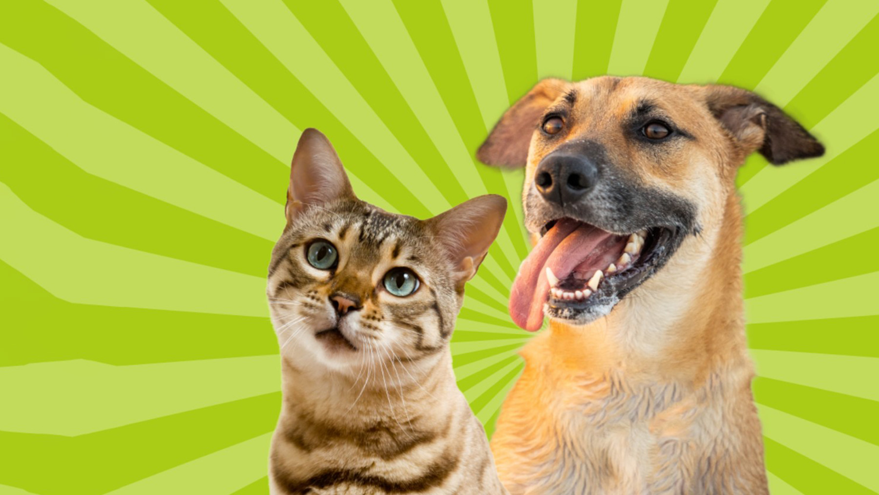 Gabrica | Quiz experto en criollitos