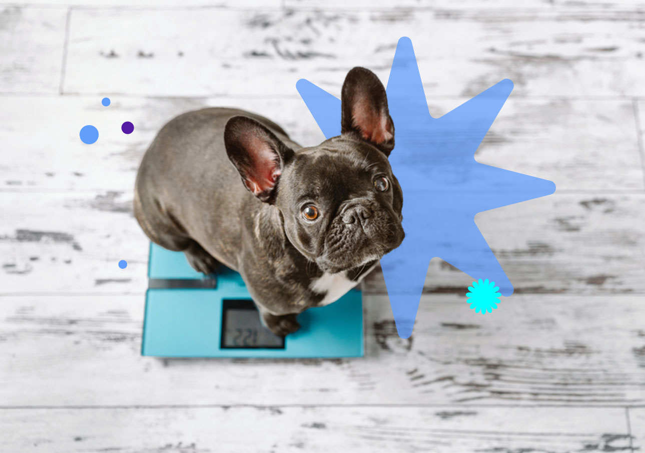 Gabrica | ¿Qué hacer si mi perro no quiere comer? Razones y Soluciones