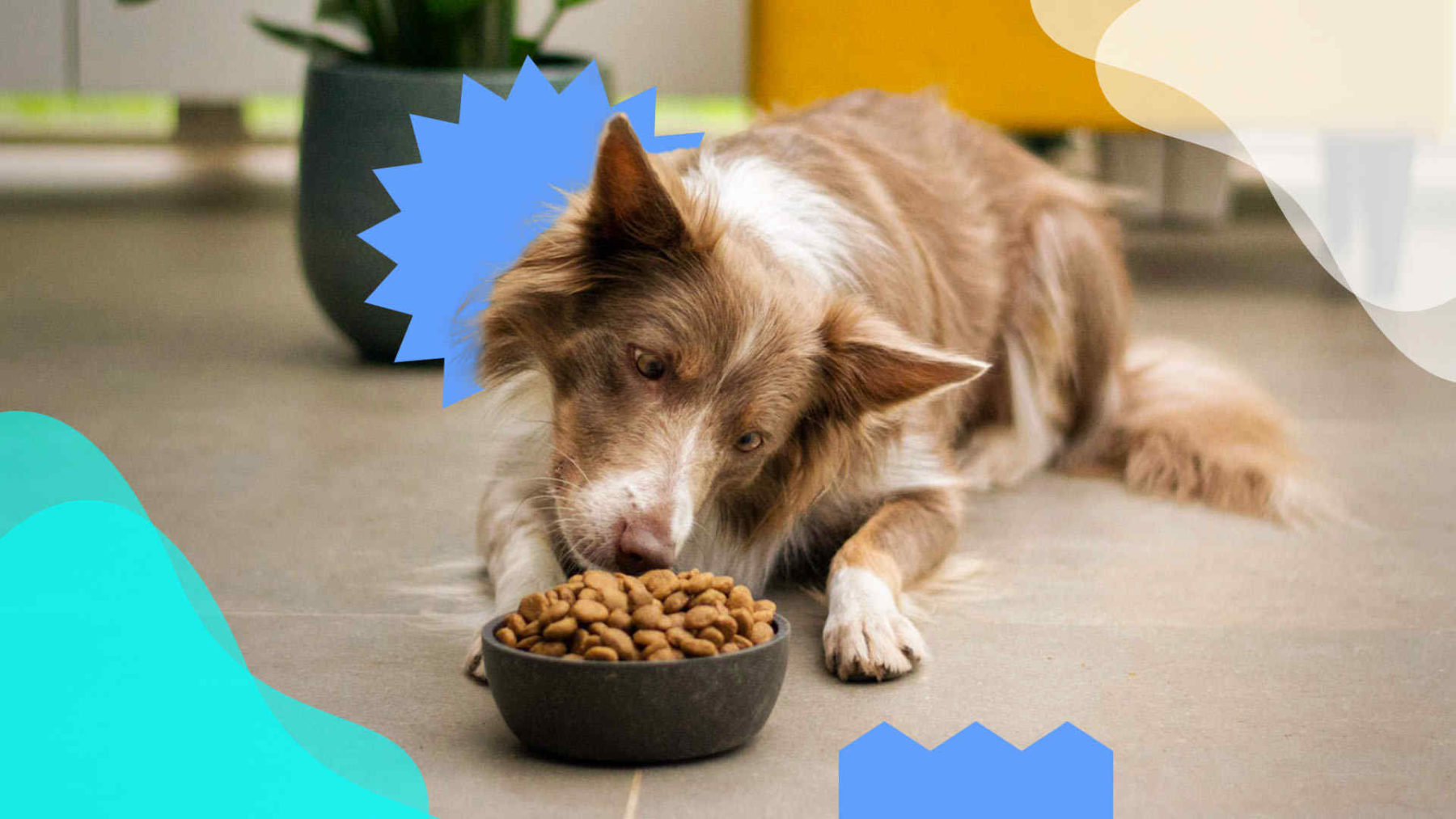 tabla-nutricional-para-perros