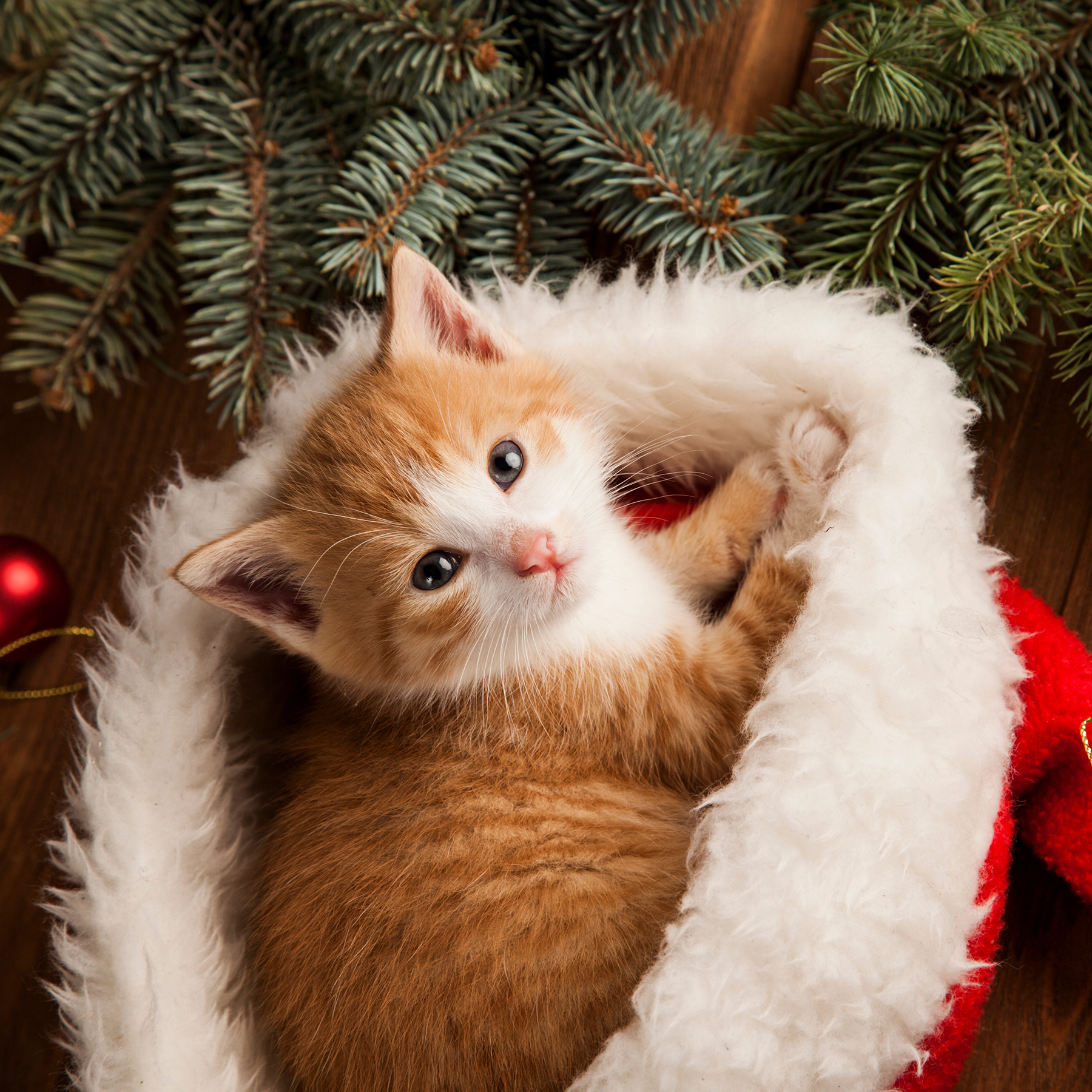 Gabrica | Navidad tranquila y armoniosa para tu mascota con las Esencias Florales