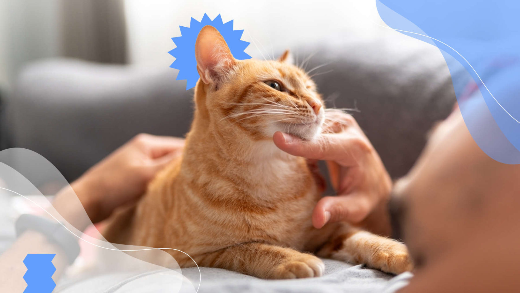 Gabrica | Plan de vacunación para gatitos