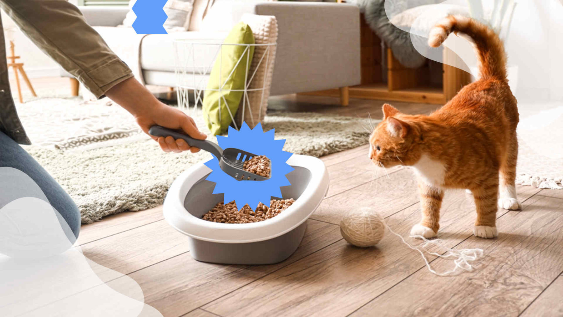 Gabrica | ¿Cómo detectar de manera fácil problemas urinarios en mi gato?