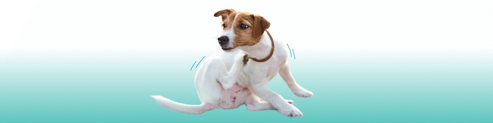 Gabrica | Comezón en perros: Causas y tips para aliviarla