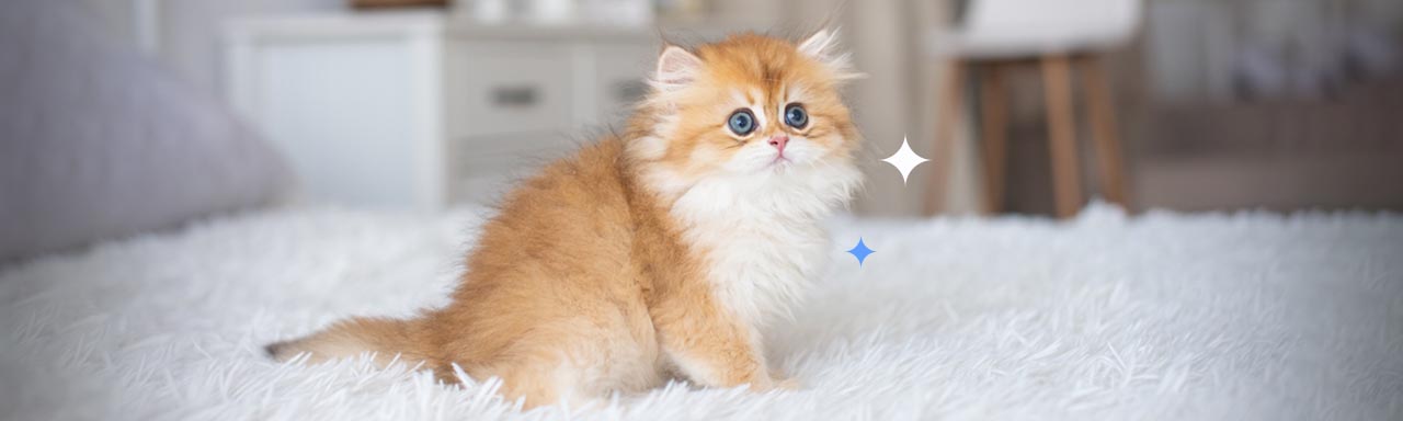 Gabrica | 10 razas de gatos de pelo mediano