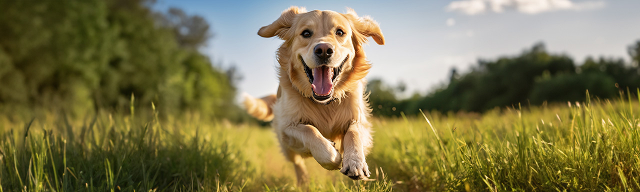 Gabrica | Cómo elegir a un perro según el tipo, personalidad y estilo de vida