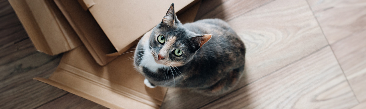 Gabrica | 7 ideas de juguetes caseros para gatos