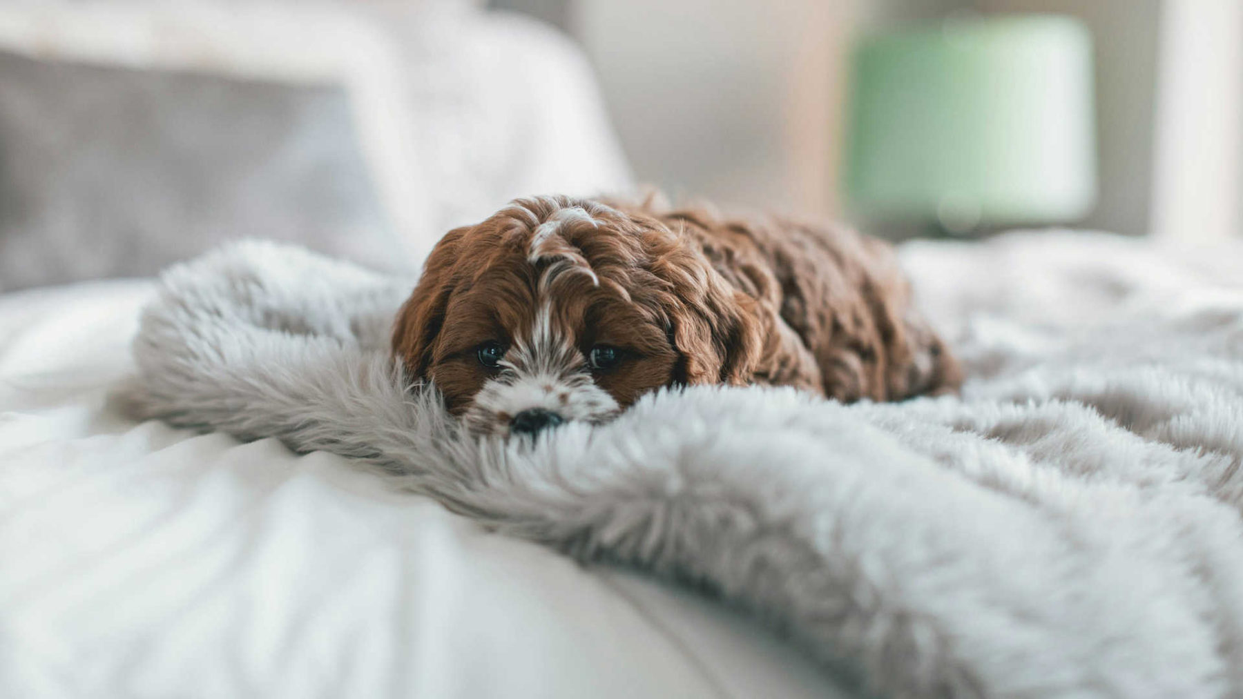 Gabrica | 10 Síntomas de un perro enfermo del estómago