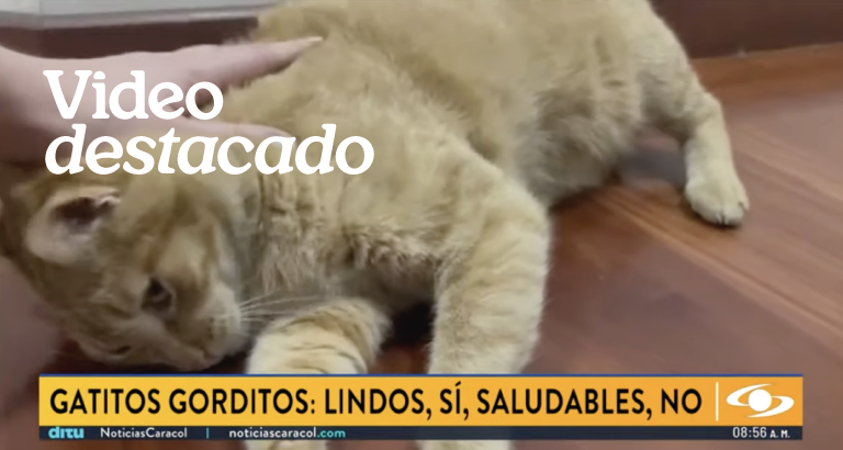 Gabrica | 4 ideas creativas para reutilizar tu bolsa Pet Food