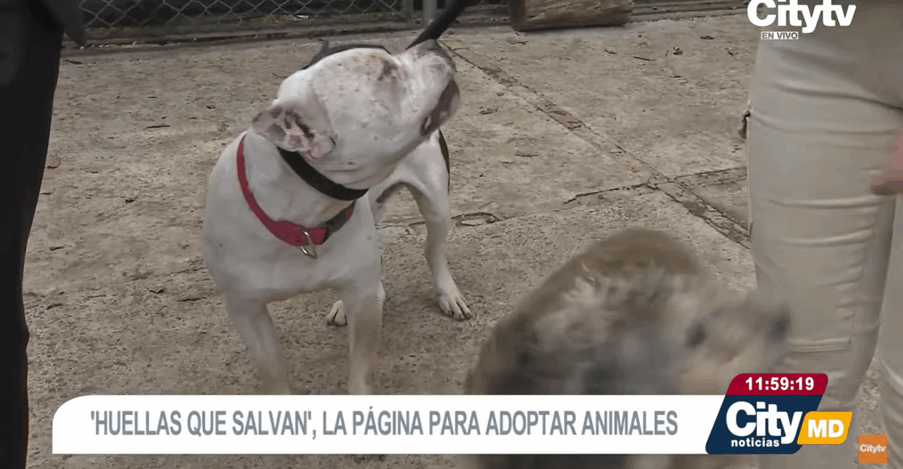 Gabrica | Huellas que salvan: el Tinder que conecta perros y gatos con su familia ideal