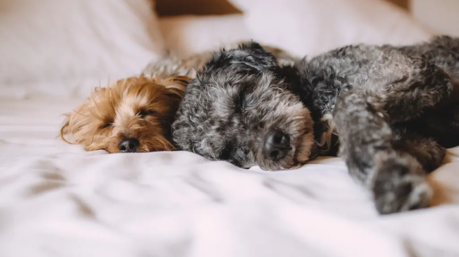 Gabrica | ¿Cuánto deben dormir las mascotas?