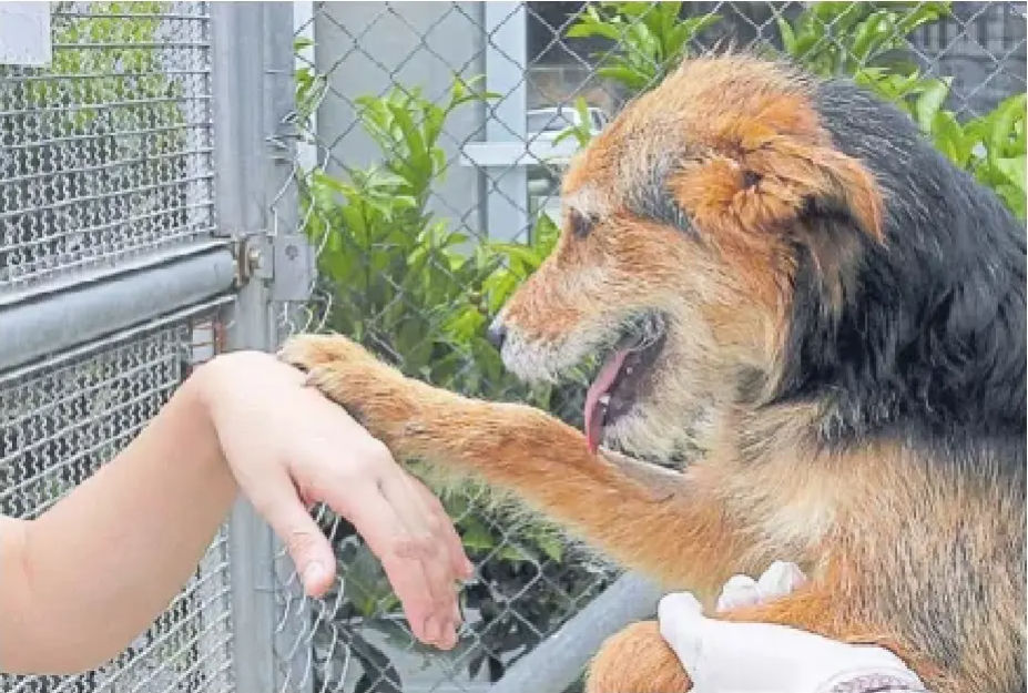 Gabrica | Van 3.824 perros y gatos adoptados