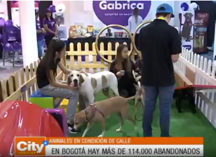 Gabrica | Animales en condición de calle