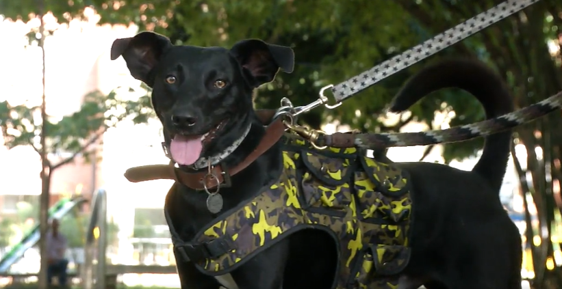 Gabrica | ¿Cómo afecta el abandono a una mascota?