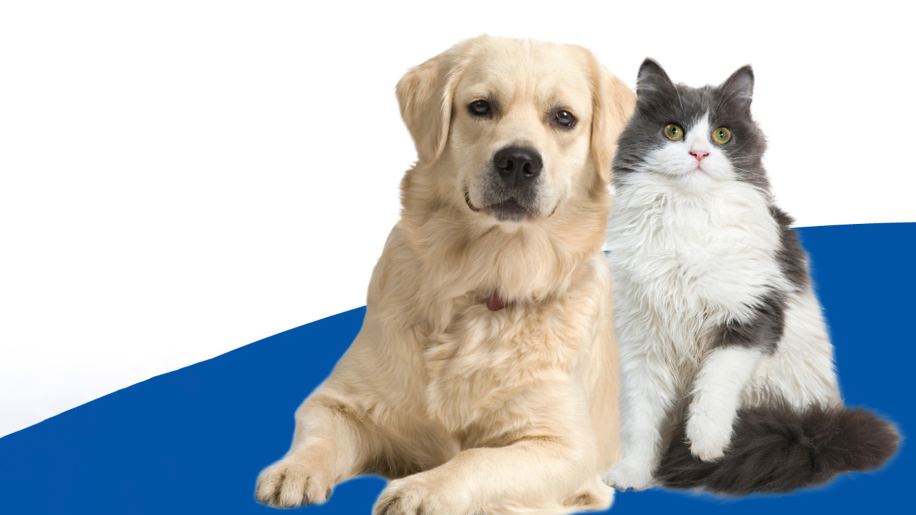 Gabrica | Cáncer en mascotas