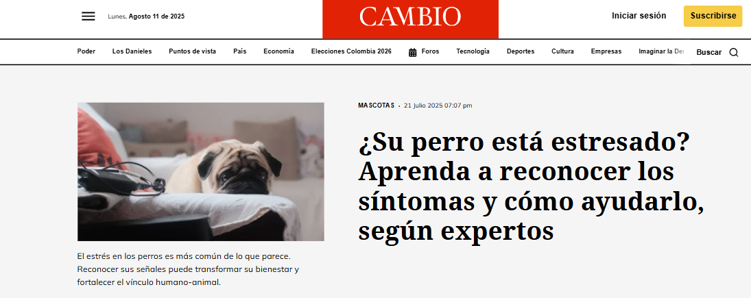 Gabrica | ¿Su perro está estresado? Aprenda a reconocer los síntomas y cómo ayudarlo, según expertos