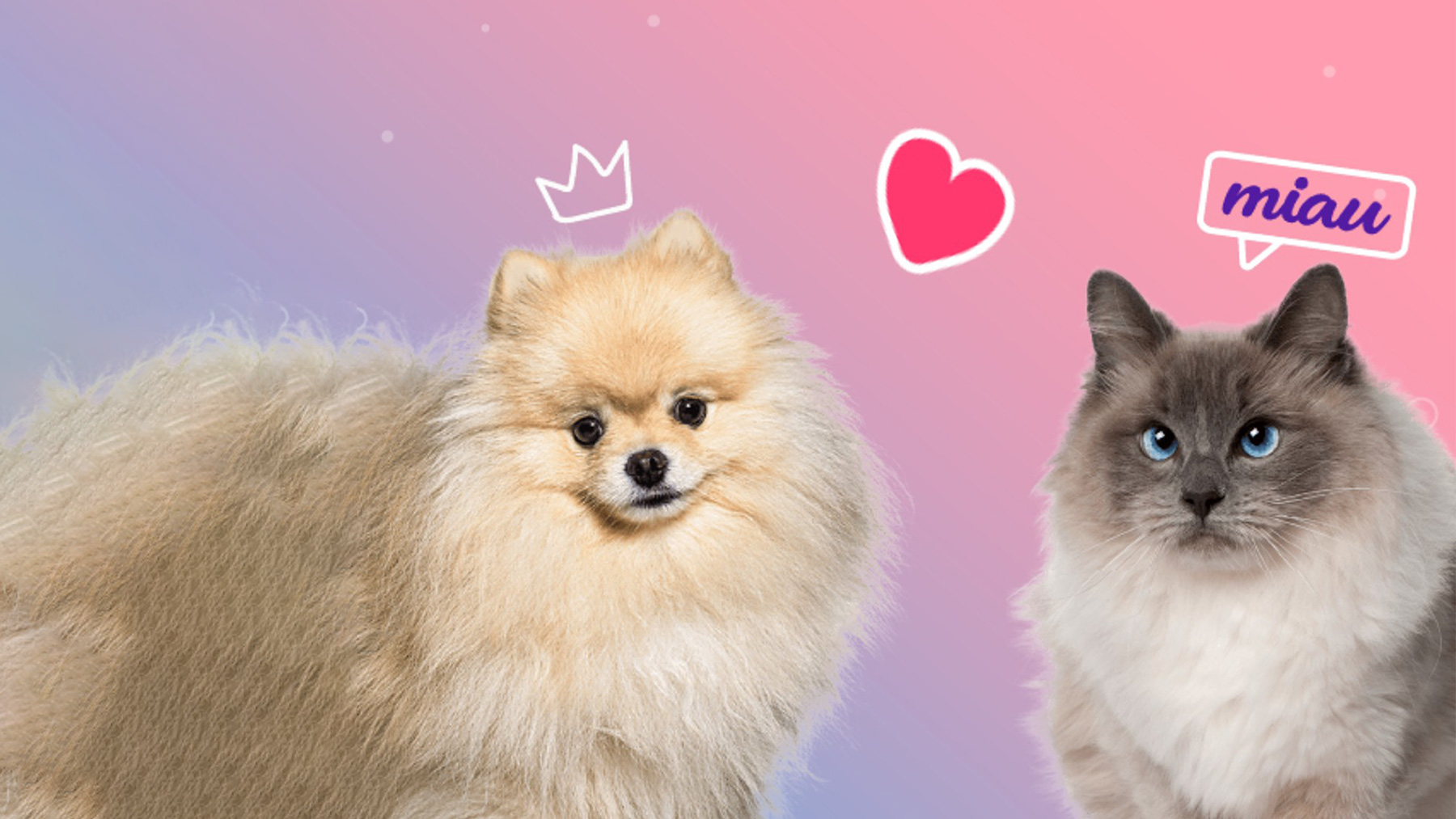 Gabrica | Primer Celo en cachorros y gatitos