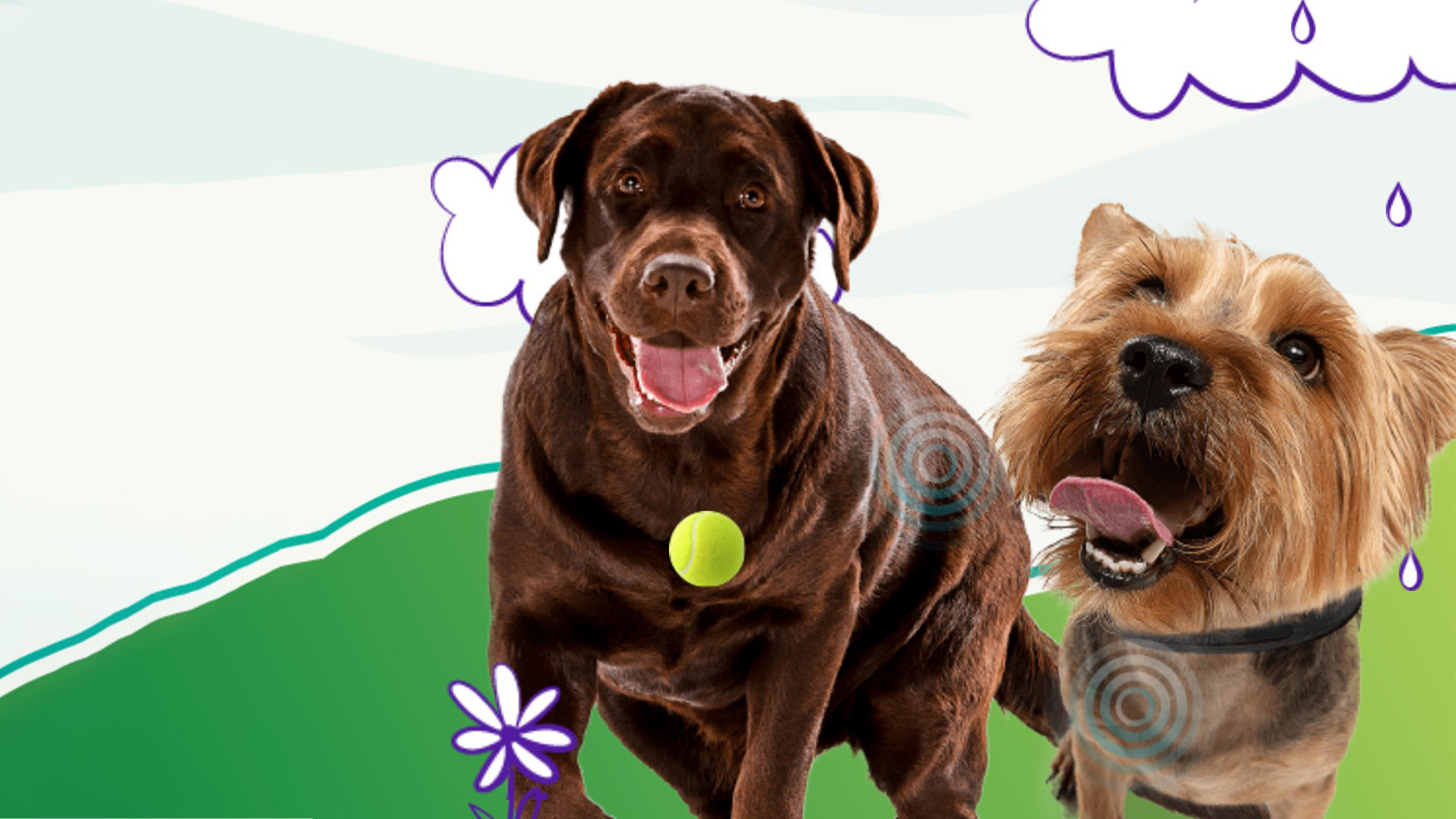 Gabrica | Problemas articulares