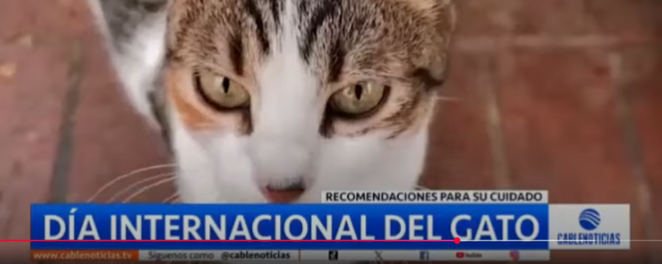 Gabrica | Día Internacional del Gato