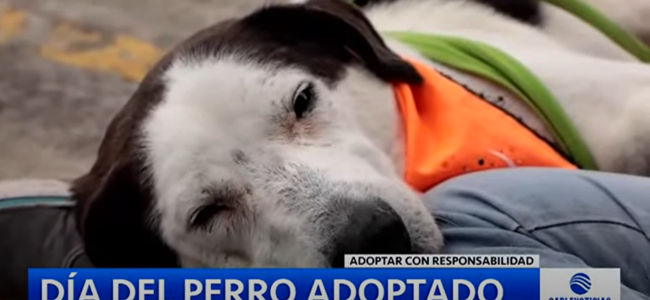 Gabrica | Día del perro adoptado