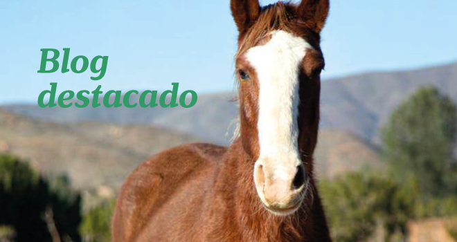 Gabrica | Salto Ecuestre: Concursos y pruebas nacionales 