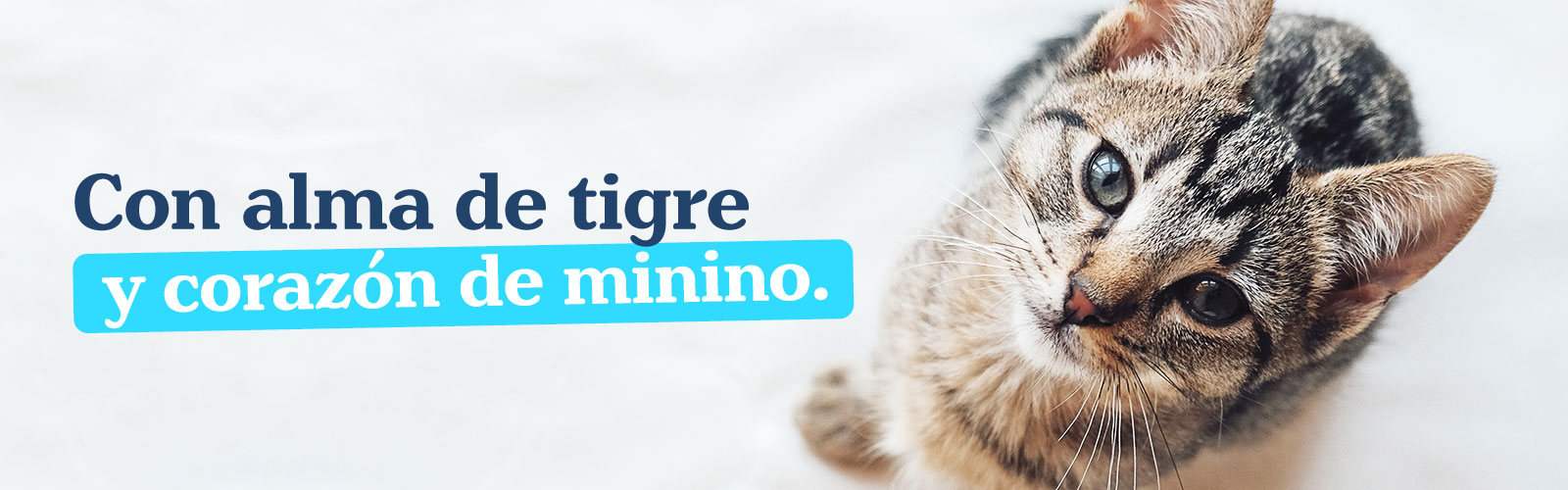 Gabrica | Gato atigrado: características, tipos y curiosidades de los felinos con pelaje rayado