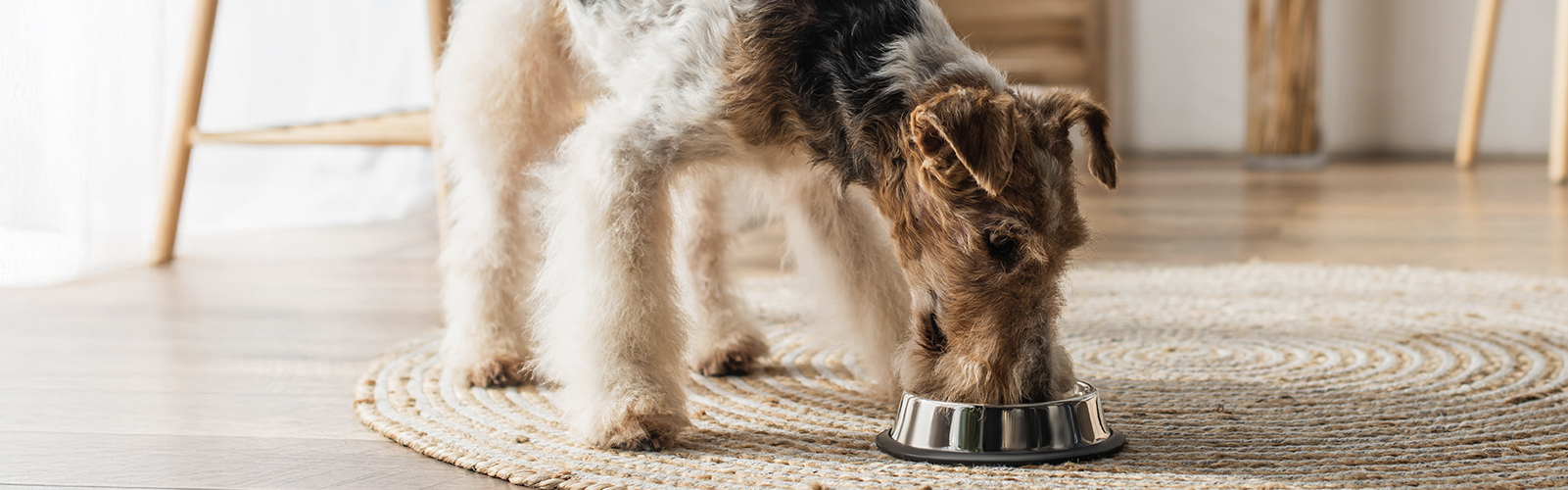 dieta-balanceada-alimento-perro