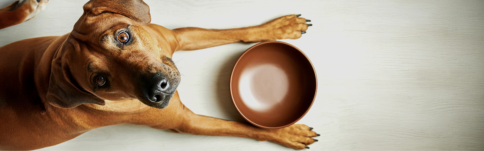 perro-esperando-comer-de-su-plato