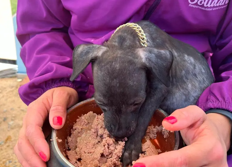 Gabrica | Manrique recibió bienestar: 3 toneladas de alimento y atención veterinaria.