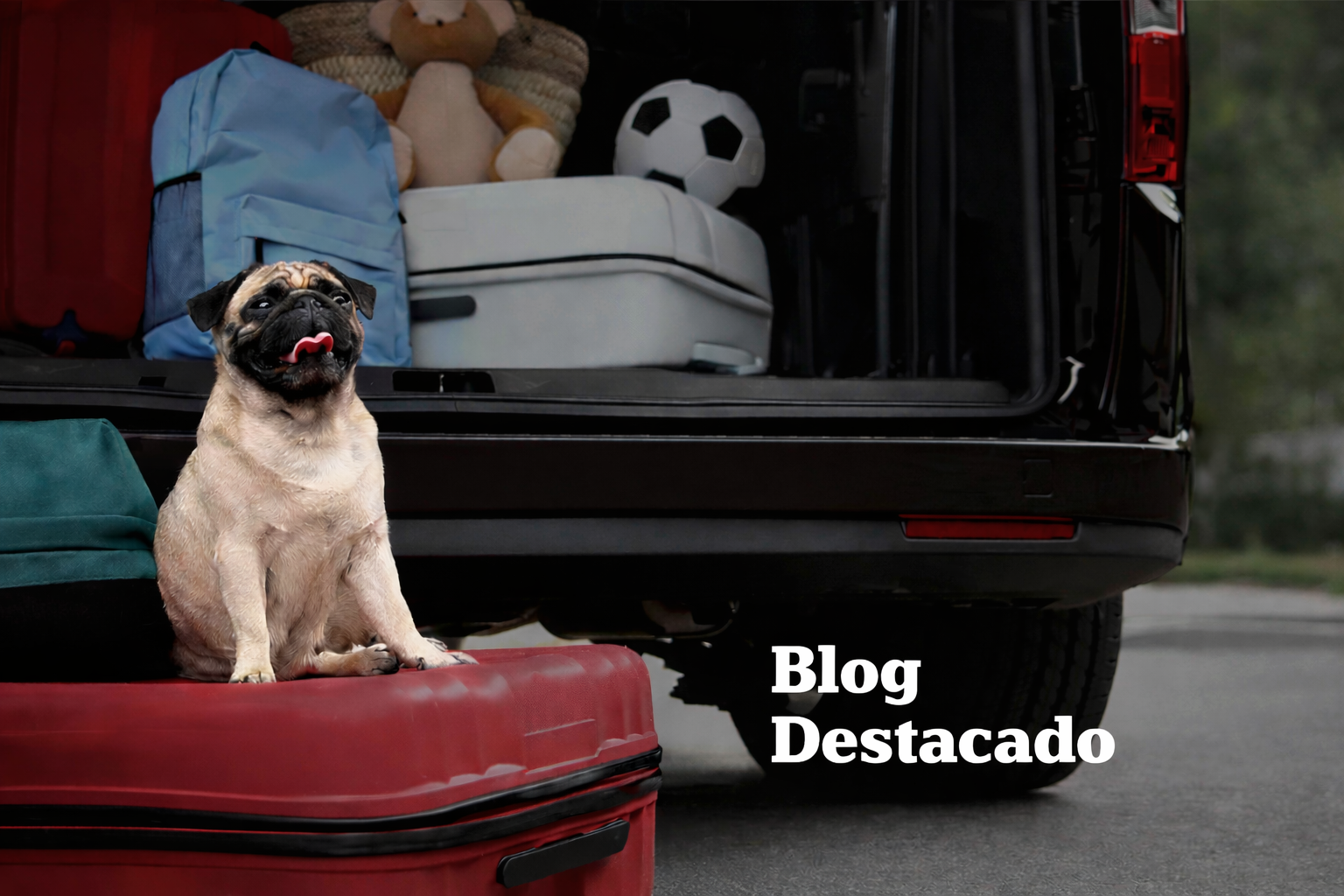 Gabrica | 10 Tips para viajar con perros y gatos